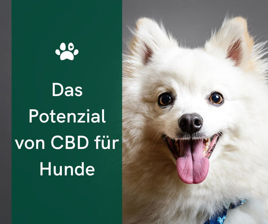 Wie CBD bei Angstzuständen von Hunden helfen kann