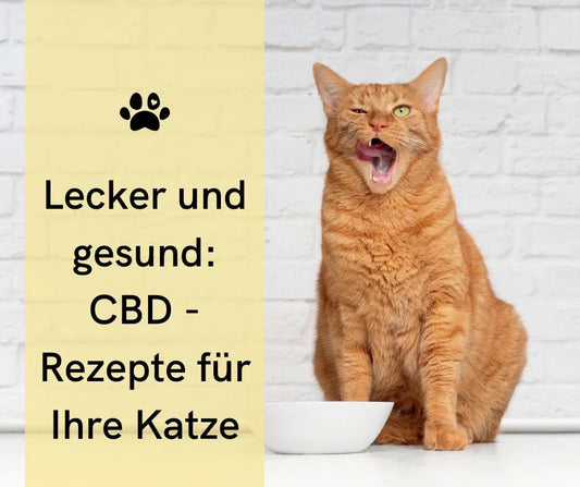 Haferkekse mit CBD für Katzen