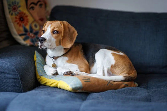 CBD Öl Dosierung für Beagles: Bewertungen und Erfahrungsberichte von Hundebesitzern