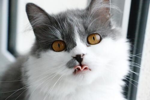 Eine Katze schaut in die Kamera