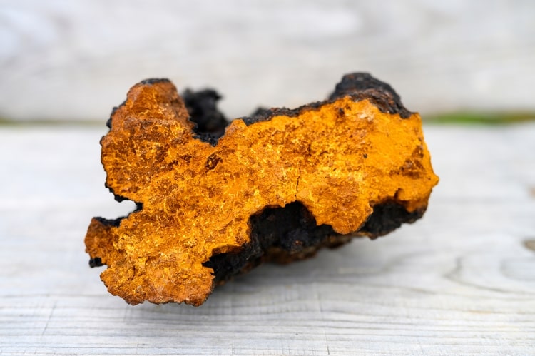 Chaga Pilz Wirkung: Naturwunder für Gesundheit und Wohlbefinden