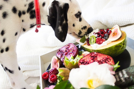 Ein Hund isst Obst