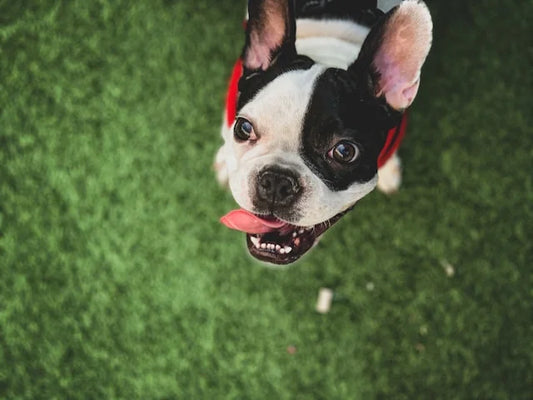 CBD Öl Dosierung für Französische Bulldoggen