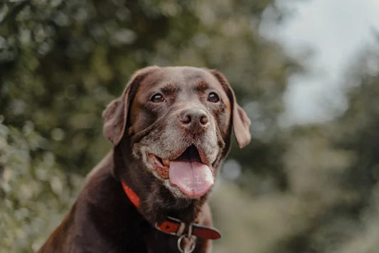 CBD Öl-Dosierung für Labrador Retriever: Tipps und Erfahrungen von Hundebesitzern