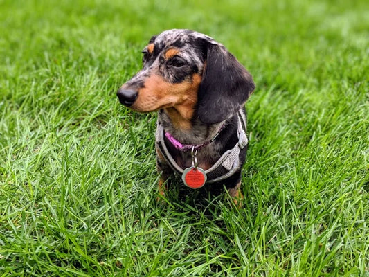 CBD Öl Dosierung für Dackel: Tipps und Erfahrungsberichte von Hundebesitzern