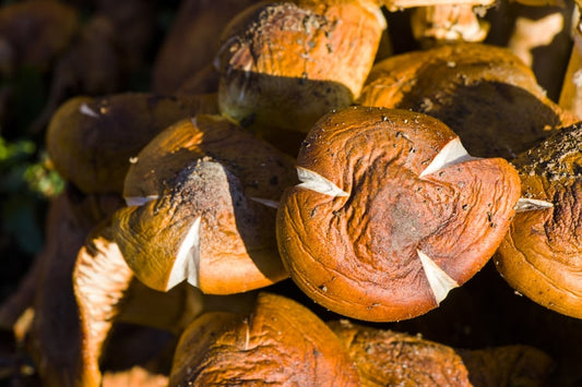 Shiitake Pilze: Gesundheitliche Vorteile, Inhaltsstoffe und Heilwirkungen