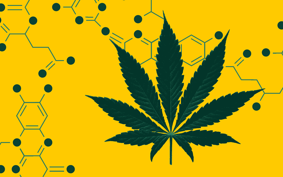 Bild einer Cannabispflanze.