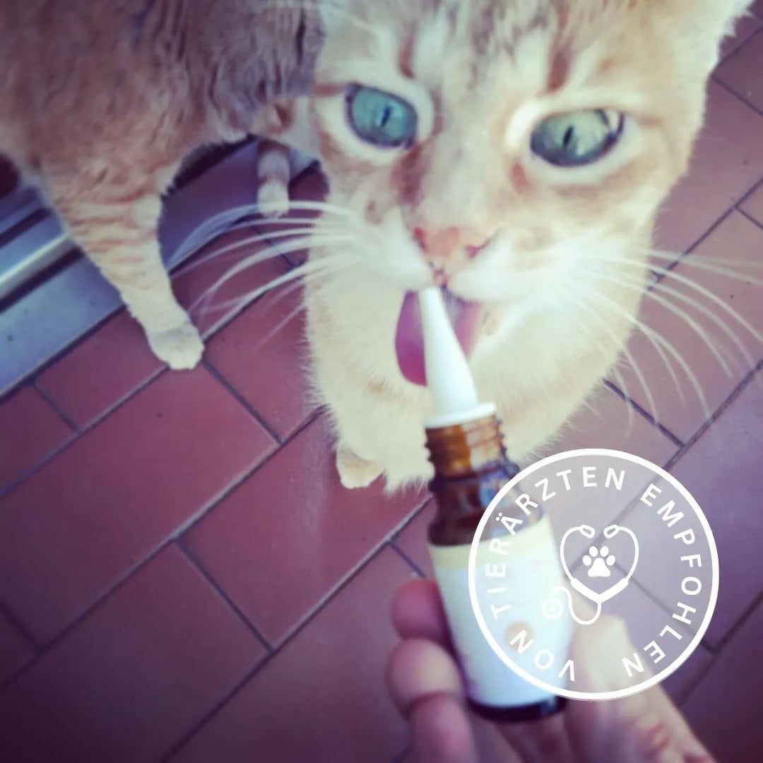 Öl für Katzen - Fisch (2,5%)