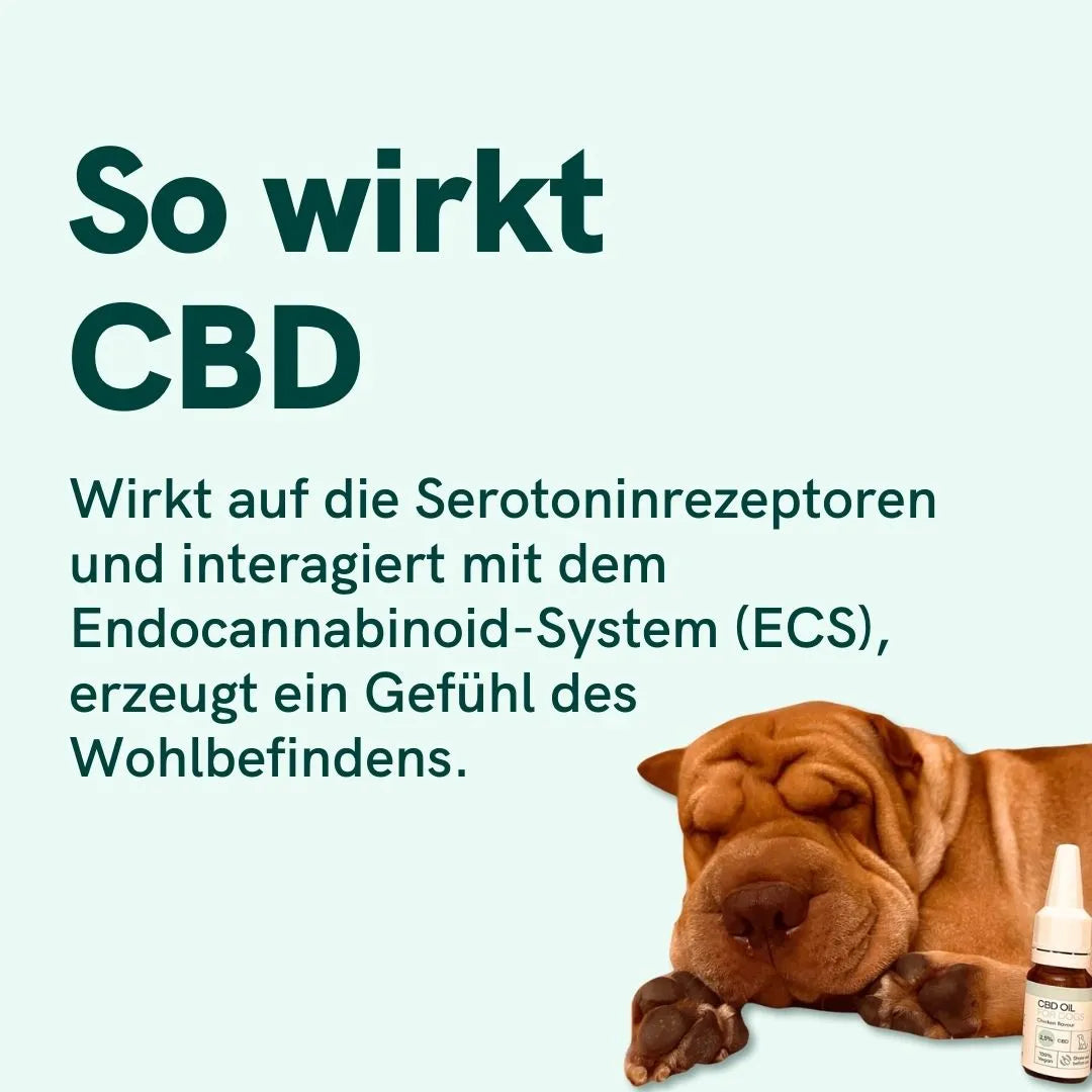 CBD Öl für Hunde - Rind