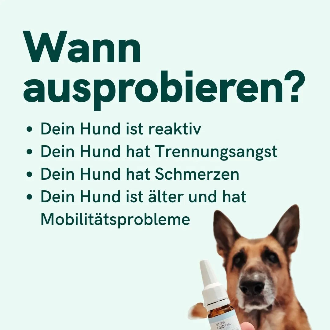 CBD Öl für Hunde - Rind