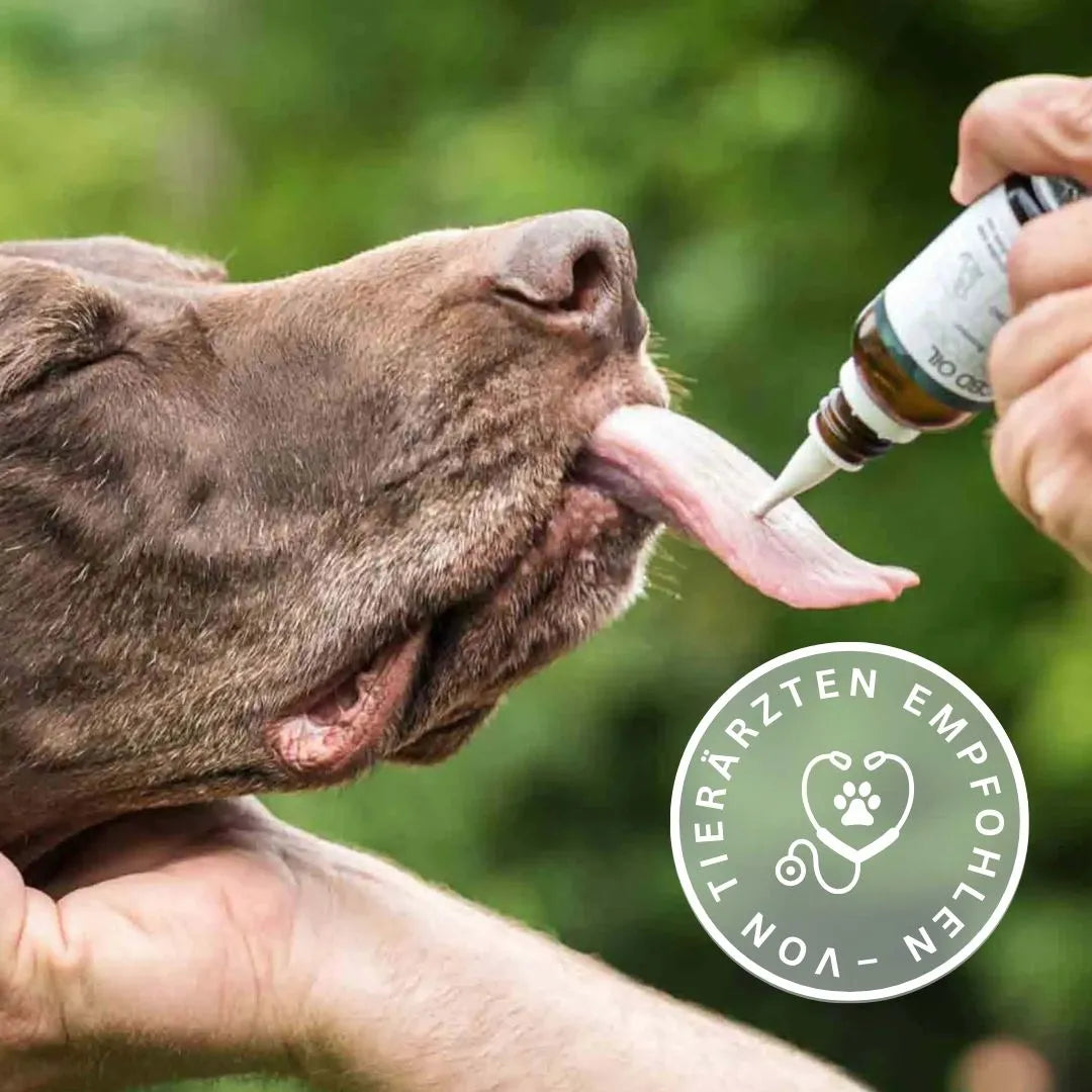 Hund erhält CBD-Öl per Pipette; rundes Siegel „Tierärzten empfohlen“ im Vordergrund.