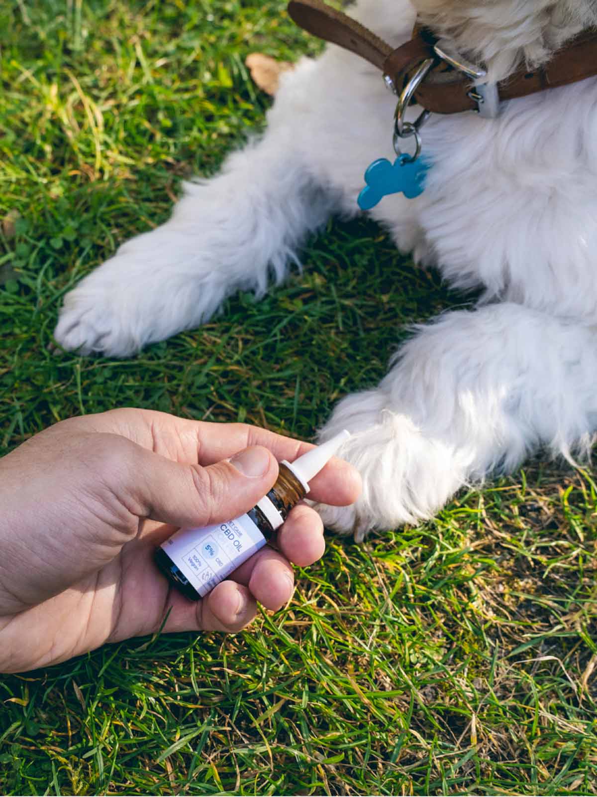 Eine Person benutzt NatuPet 5% CBD an ihren Hund 