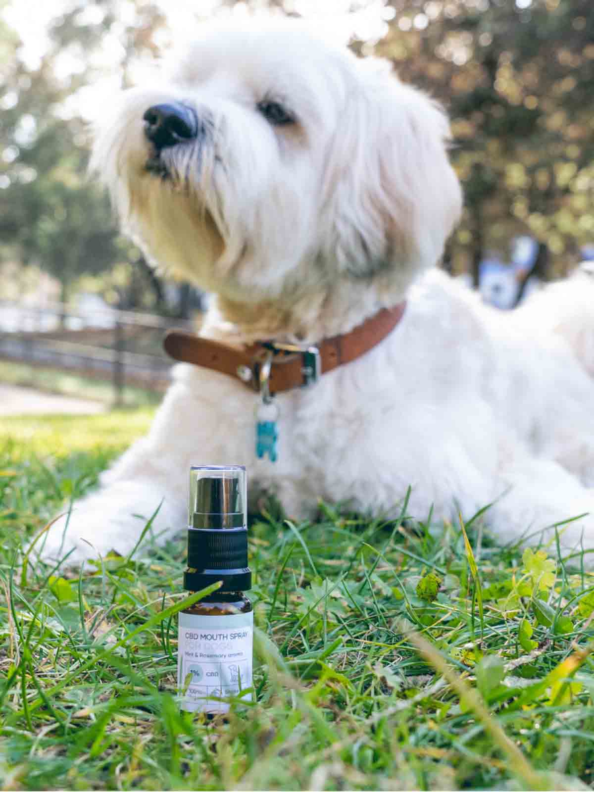 Nordic Oil-NatuPet CBD Mundspray für Hunde 