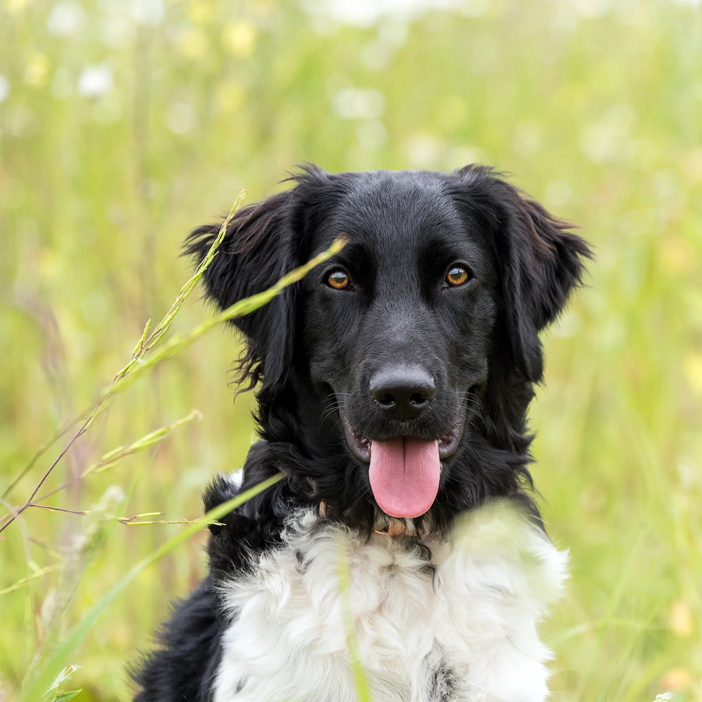 3FÜR2: CBD Öl für Hunde - Rind (4%)