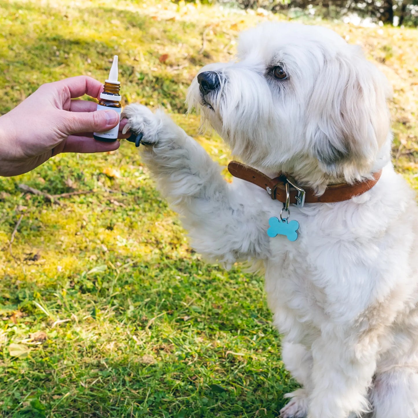 3FÜR2: CBD Öl für Hunde - Rind (4%)