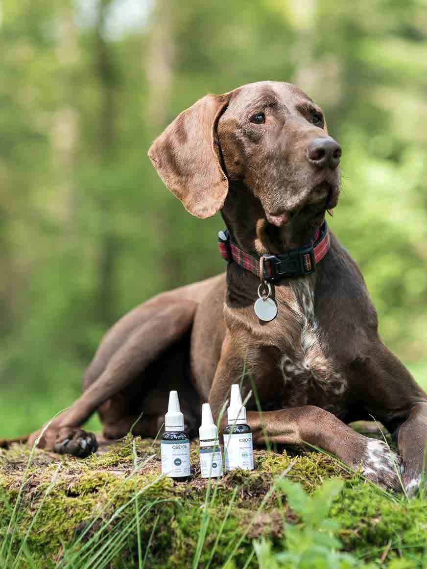 Ein Hund der hinter drei NatuPet CBD Flaschen sitzt