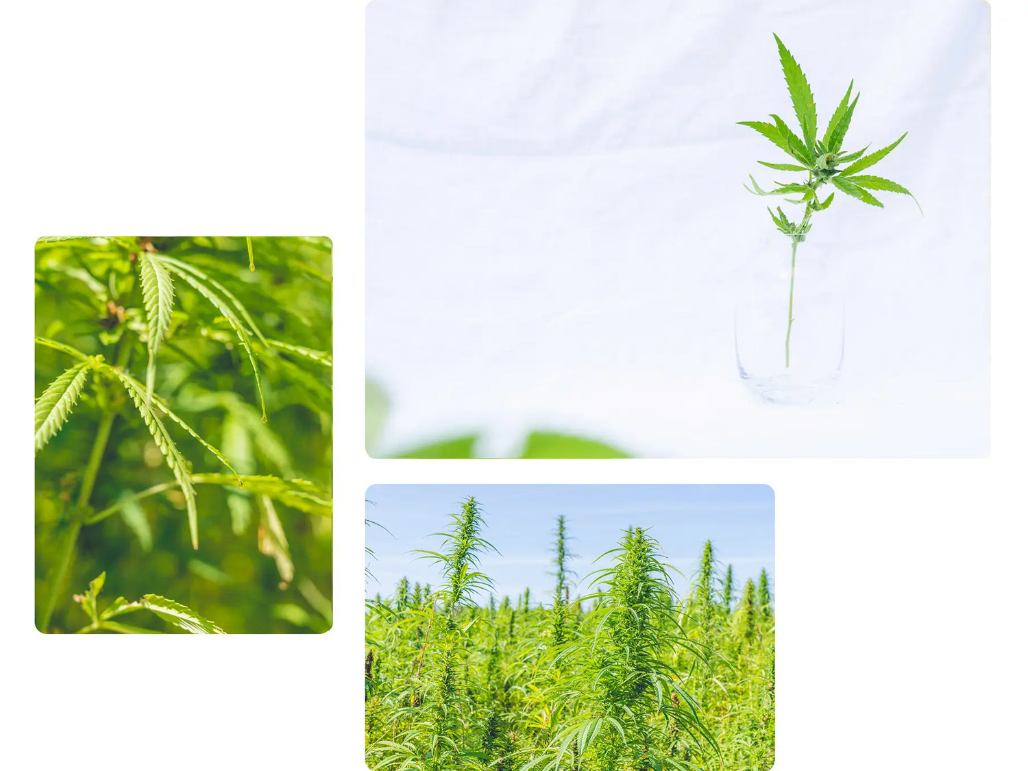 Nordic Oil-Hochqualitatives Cannabis