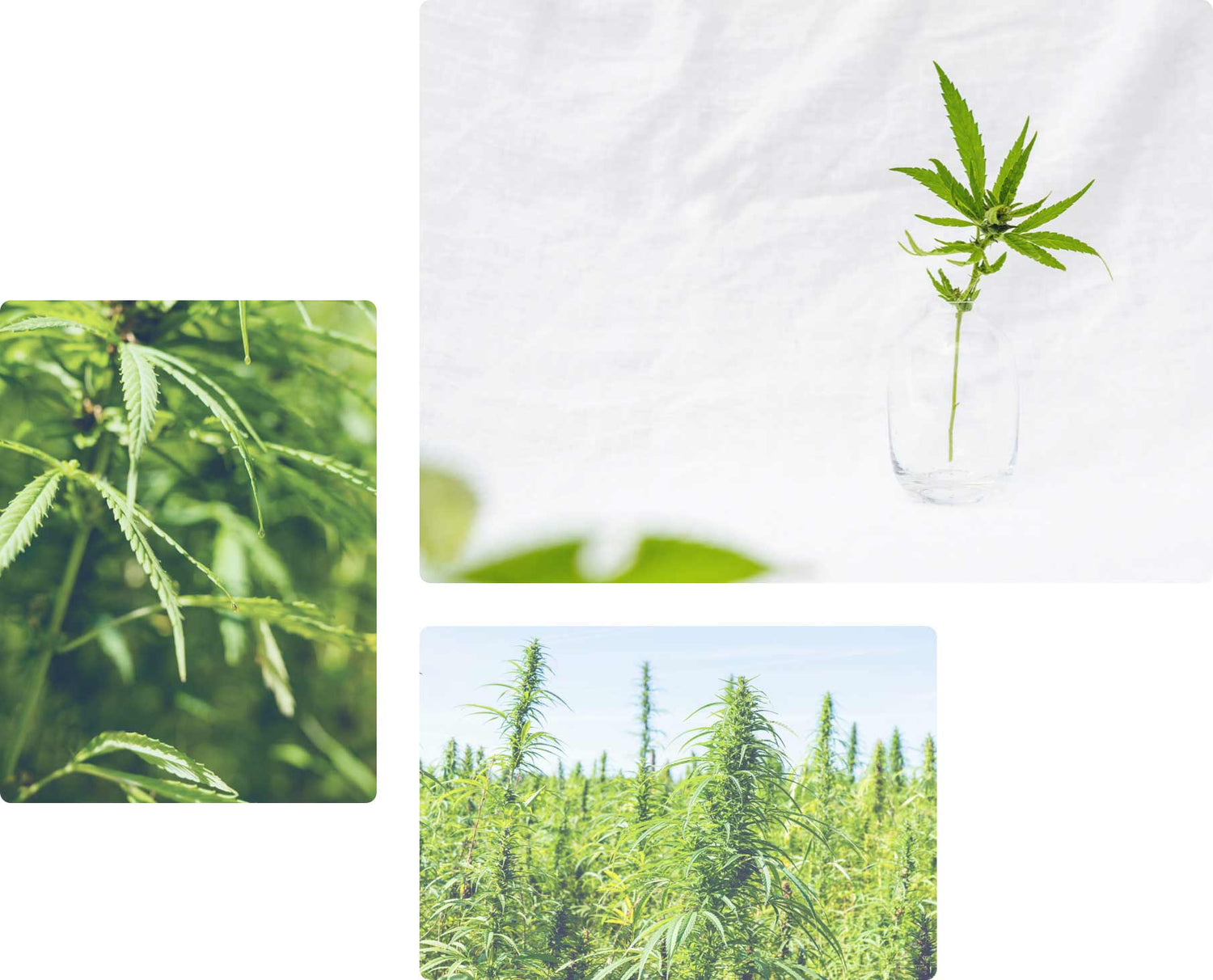 Nordic Oil-Hochqualitatives Cannabis