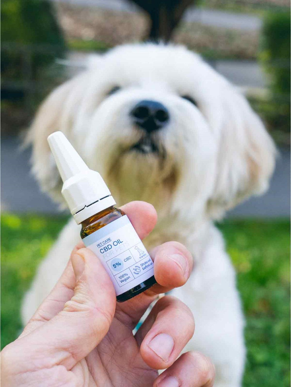 CBD-Öl-Tropfflasche im Vordergrund, Hund im Hintergrund.