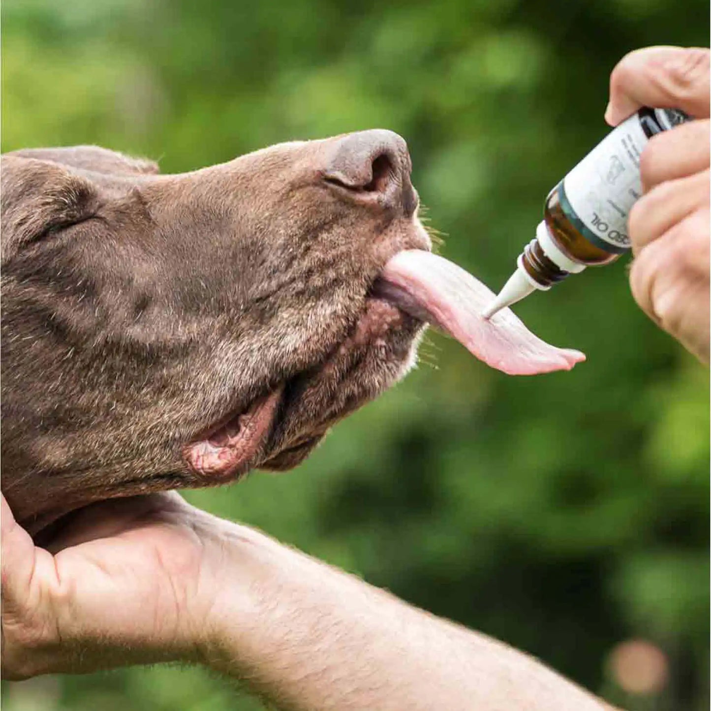 Ein brauner Hund leckt die Flasche des CBD Öles