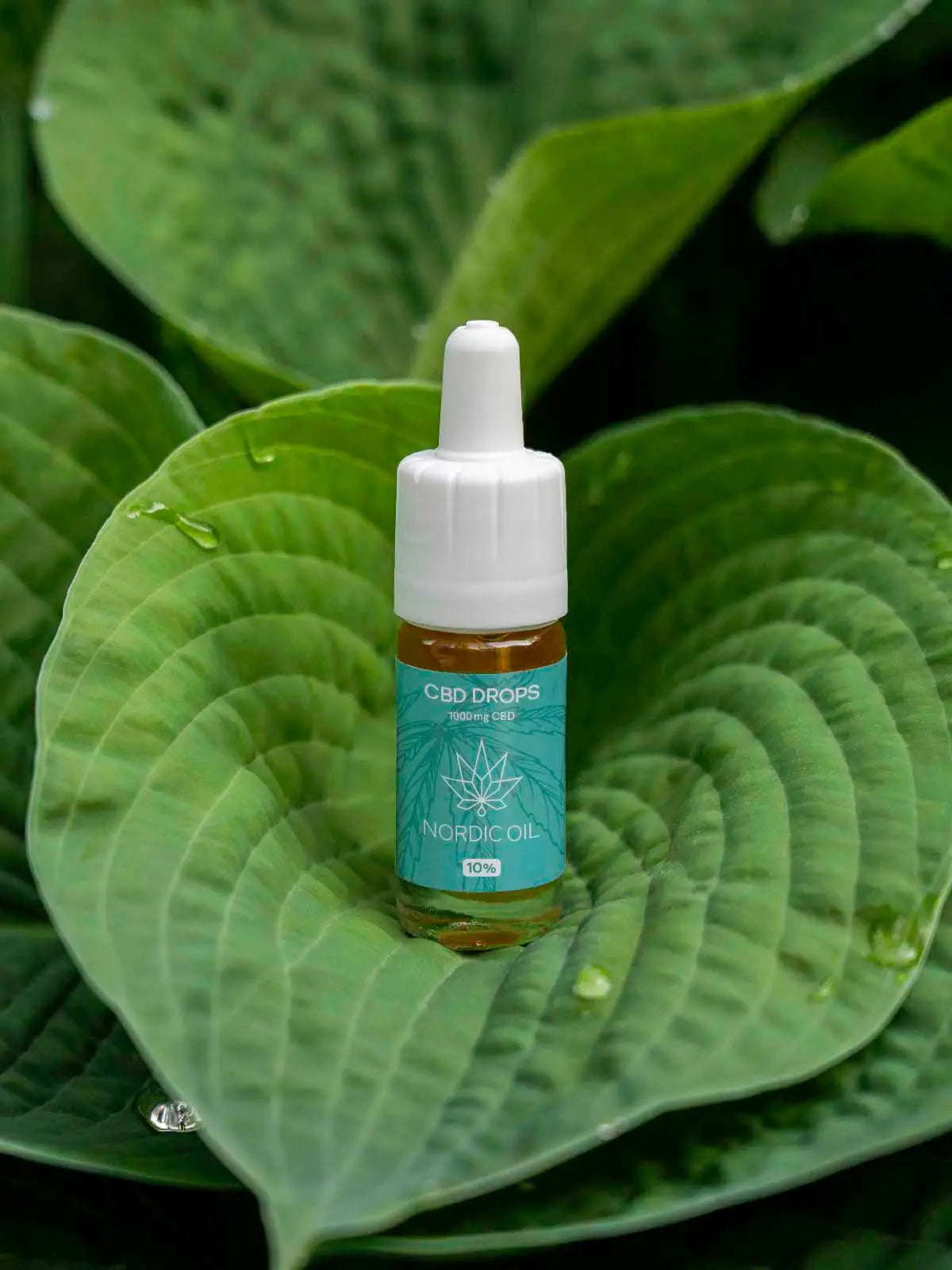 CBD Öl (10%) für CBD-Infos Leser