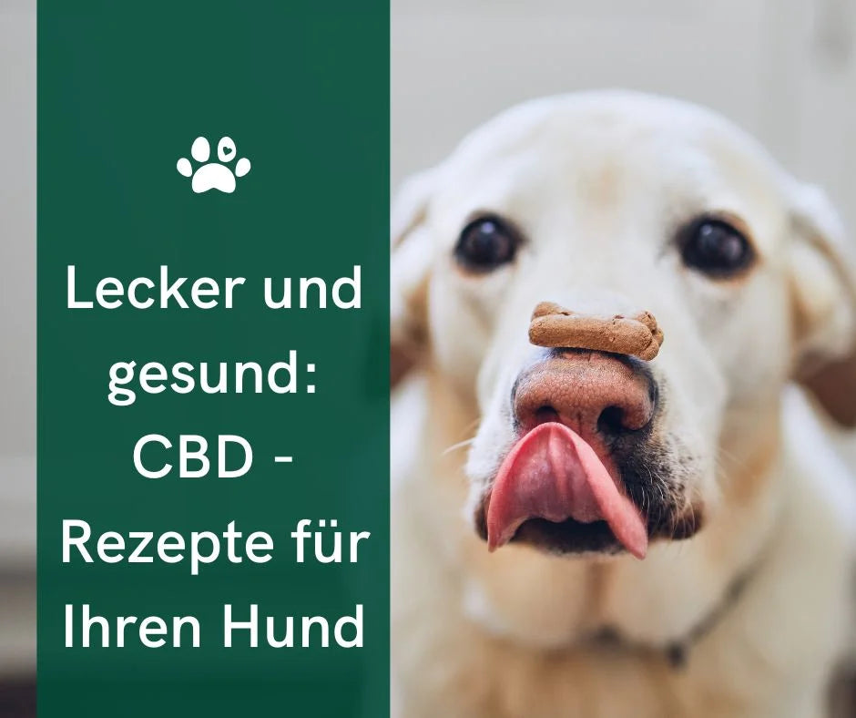 Hausgemachte Erdnussbutter-CBD Köstlichkeiten für Hunde