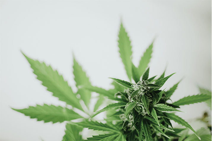Cannabis