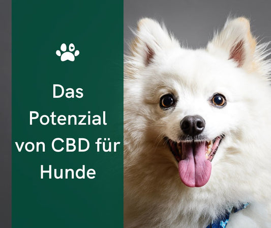 CBD-Öl für große Hunde: Dosierung und Vorteile