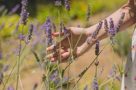 Linalool Terpen