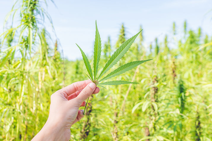 Hemp_Leave