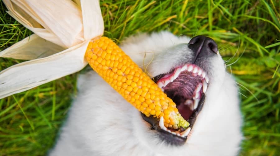 Ein weißer Hund liegt auf dem Rücken und hat ein Maiskolben im Mund.
