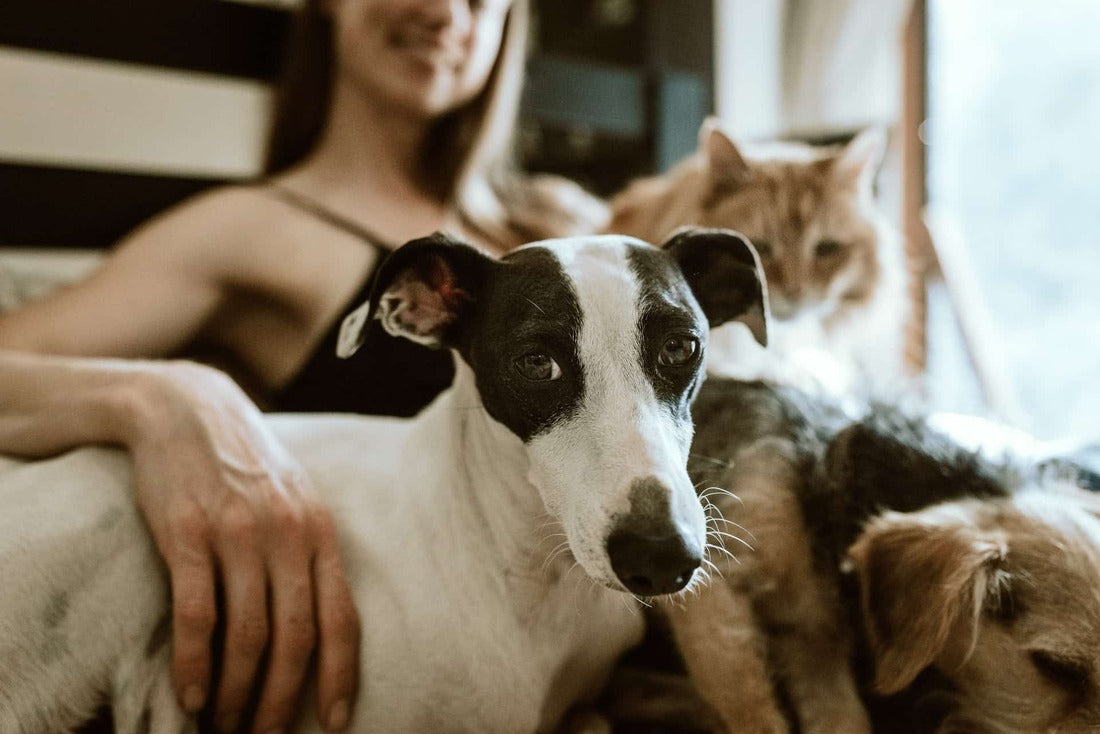 Eine Frau, eine Katze und ein Hund sitzen in einem Bett