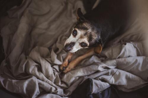 Ein Hund liegt auf einem Bett und schaut nach oben.