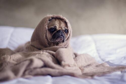 Ein Hund sitzt auf einem Bett und ist in eine Decke eingewickelt.