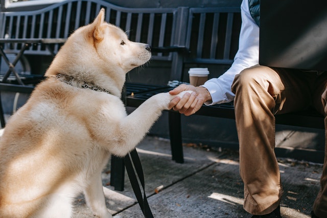 Ein Hund schüttelt einem Mann auf einer Bank die Hand.