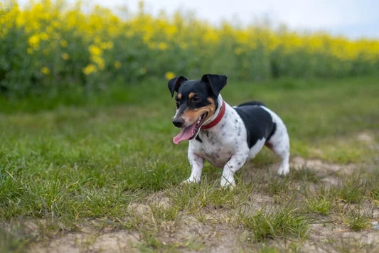 CBD Öl Dosierung für Jack Russell Terrier: Tipps und Erfahrungsberichte von Hundebesitzern