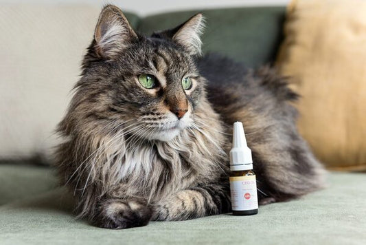Eine Katze liegt hinter einer Flasche des CBD Öls für Katzen.