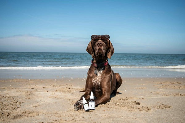 Ein Hund liegt im Sand und vor ihm Zwei CBD Produkte für Tiere.
