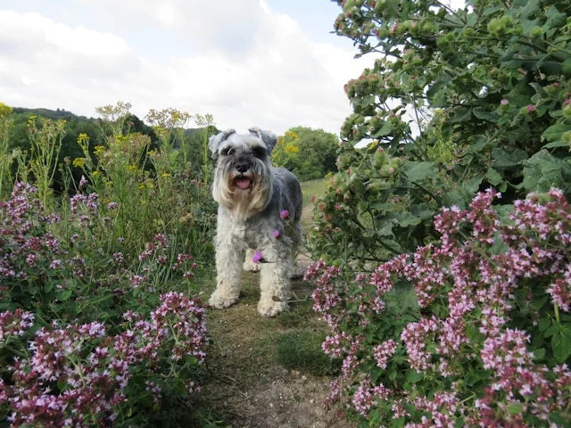 CBD Öl Dosierung für Zwergschnauzer: Bewertungen und Erfahrungen von Hundebesitzern