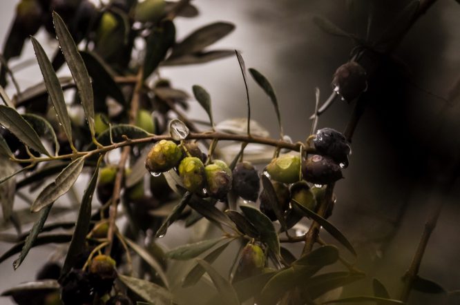 olive - Olive