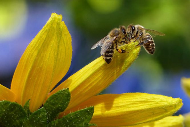 Bienen blühen