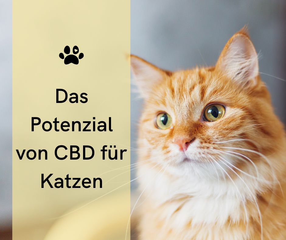 Die Wirkung von CBD bei Katzen: Ein umfassender Überblick