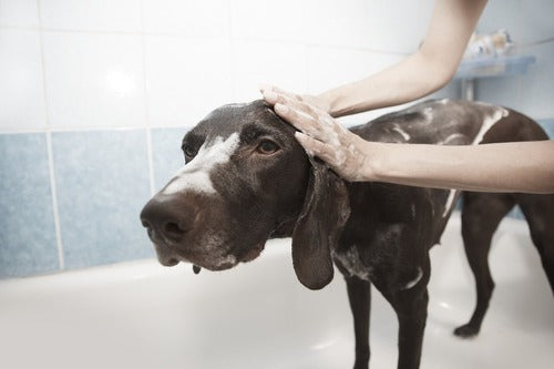 Ein schwarzer Hund wird gewaschen.
