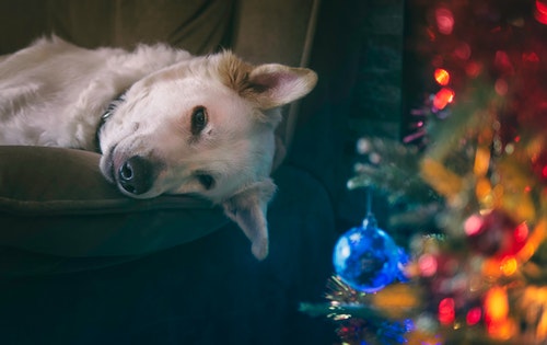 Ein Hund liegt auf dem Sofa neben einem Weihnachtsbaum.