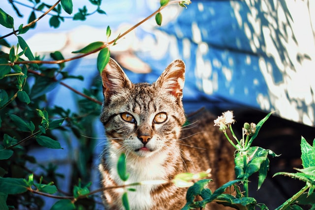 Eine Katze steht zwischen Pflanzen.
