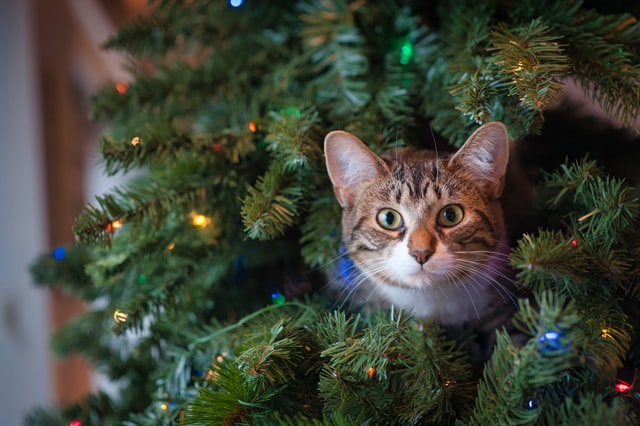Eine Katze sitzt in einem Weihnachtsbaum.