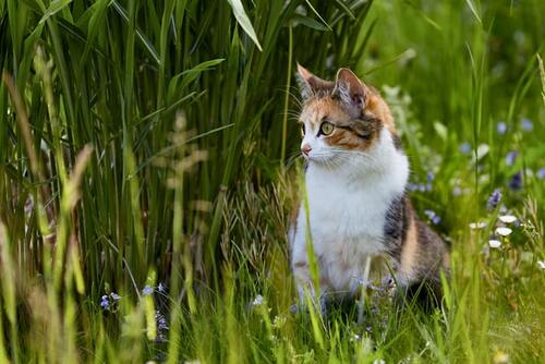 Ein Katze sitzt im Gras.