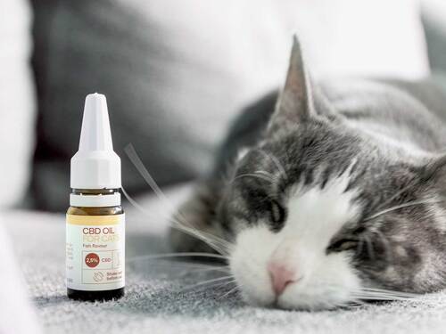 Eine Katze schläft neben einer Flasche des CBD Öls für Katzen.