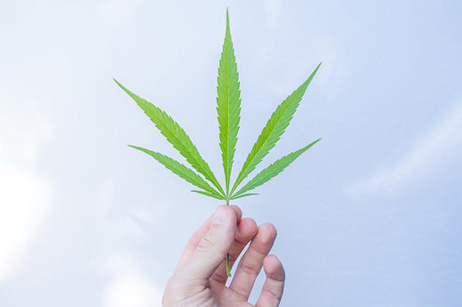 cannabis