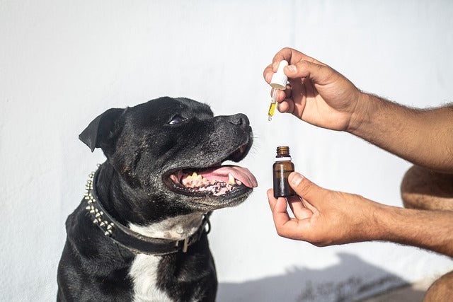 Ein schwarzer Hund bekommt CBD Öl für Hunde 